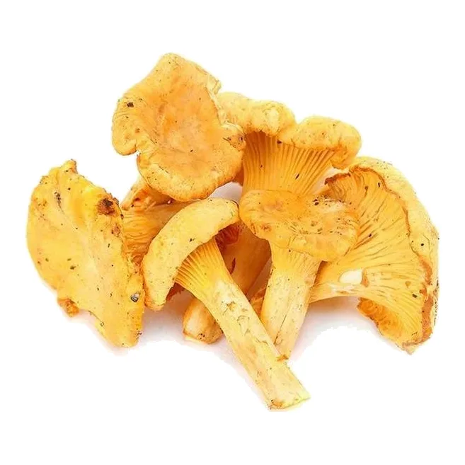 Лисички