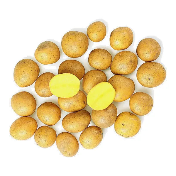 Картофель беби