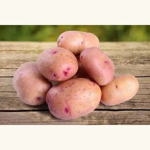 Картофель Синеглазка фото 2