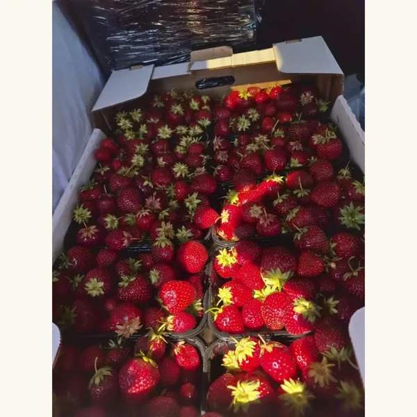 Клубника Земляничная фото 2