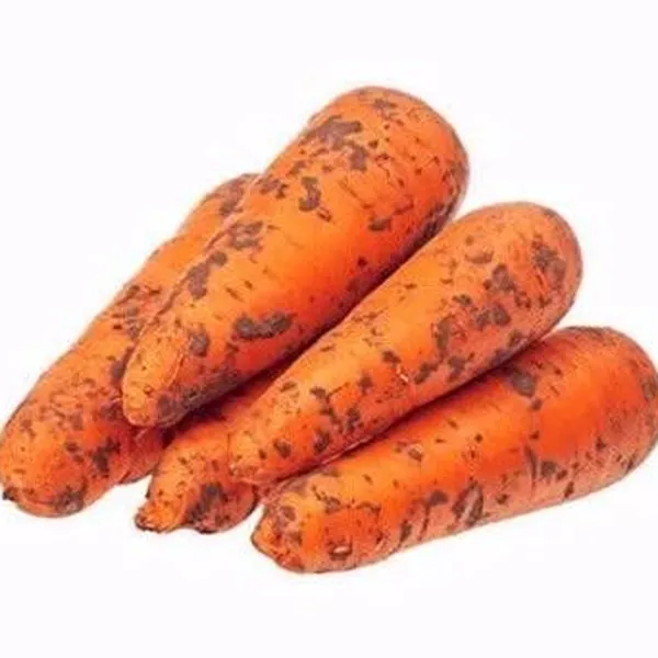 Морковь